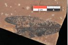 Foto (Detailsansicht) von Quercus palaeoilex Ettingshausen (NHMW-GEO-2024-0188-0758)